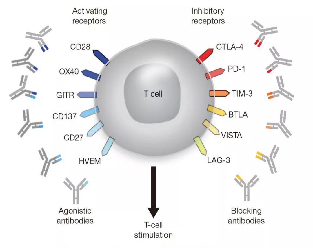 b抗体和抗b抗体区别：b抗体与抗b抗体辨析